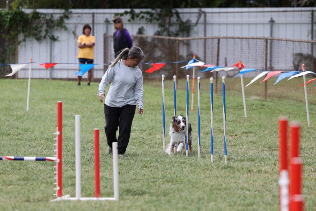 mini american shepherd agility