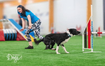 Mastering the reverse spin in dog agility