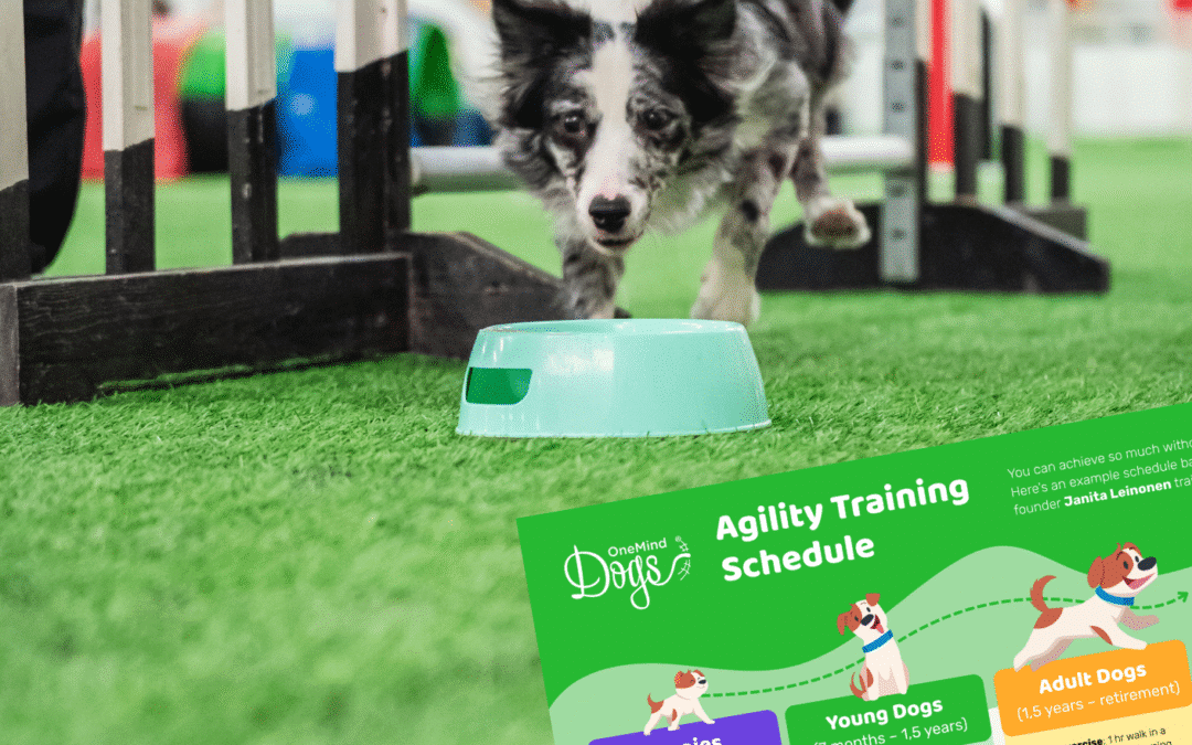 Your complete dog agility training schedule (from foundations to competition)