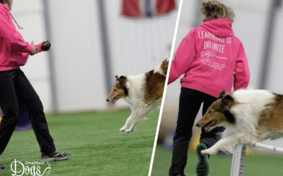 Front cross vs blind cross: Which agility handling technique should you choose?