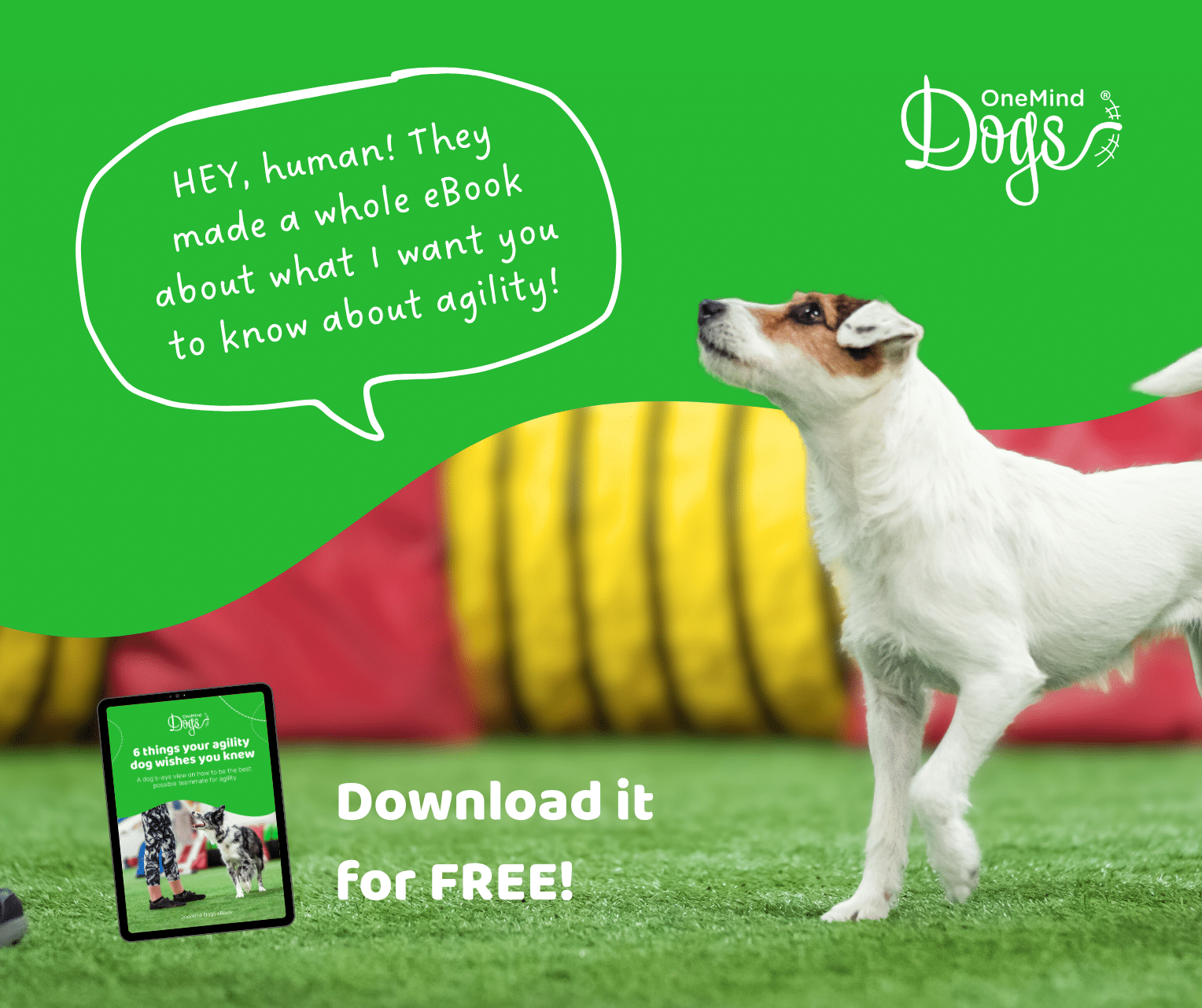 dog agility