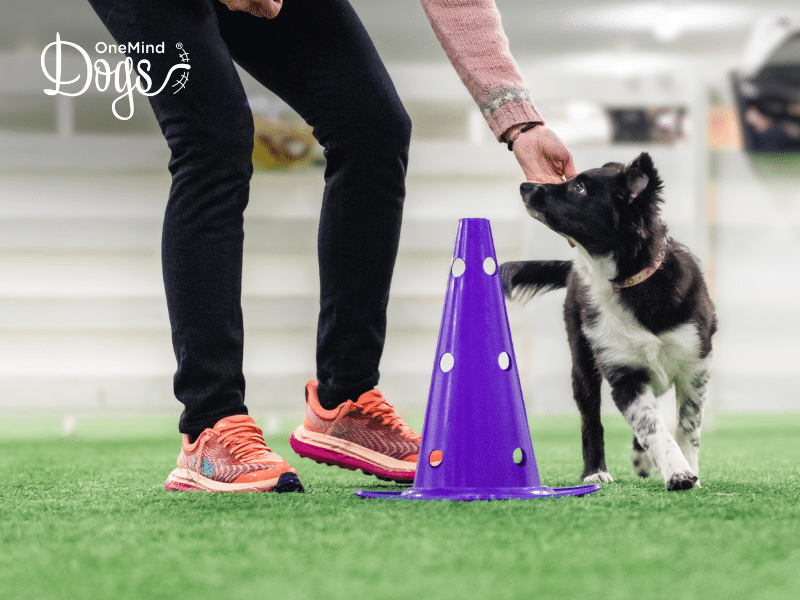 Guided Course Essential Foundations for your Agility Journey Guided Course Essential Foundations for your Agility Journey