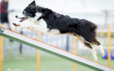 Dog agility contact training: Build confident and consistent contacts