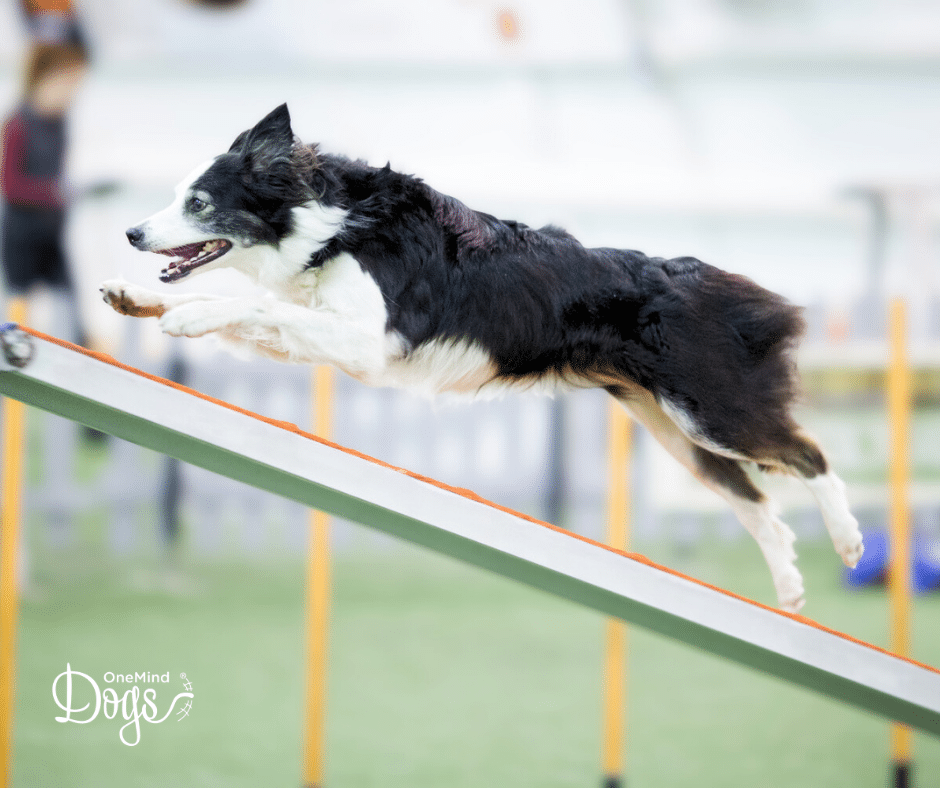 australian shepherd agility contacts