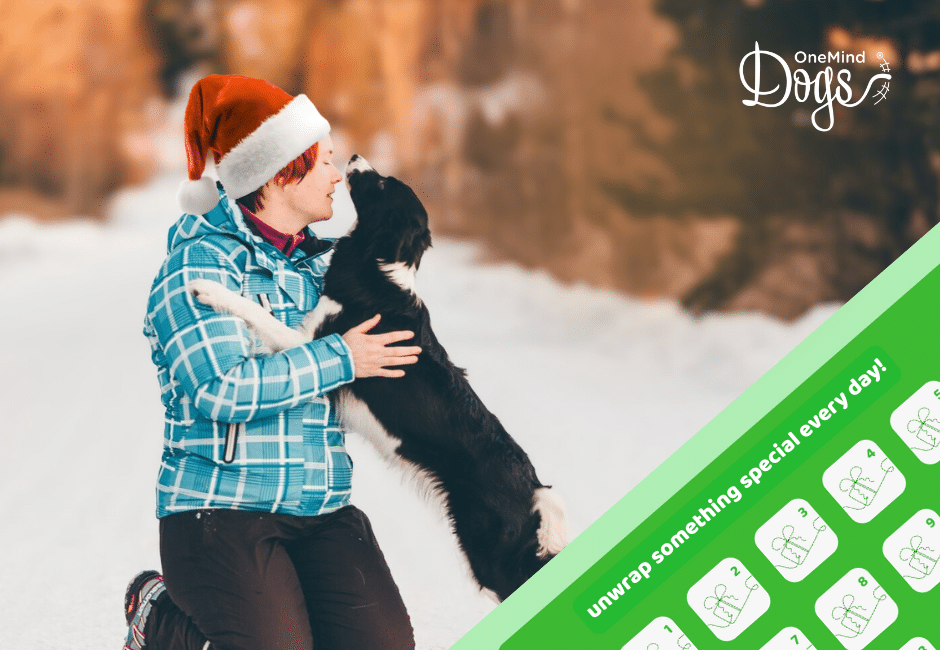 border collie dog agility