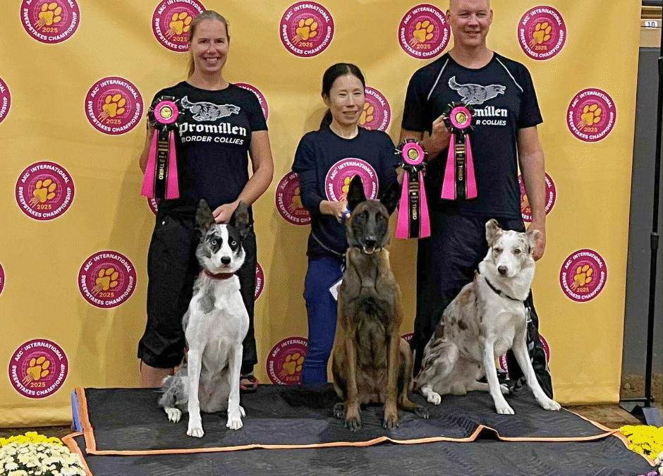 Learning agility the way dogs naturally understand it: Dino & Chikage’s story