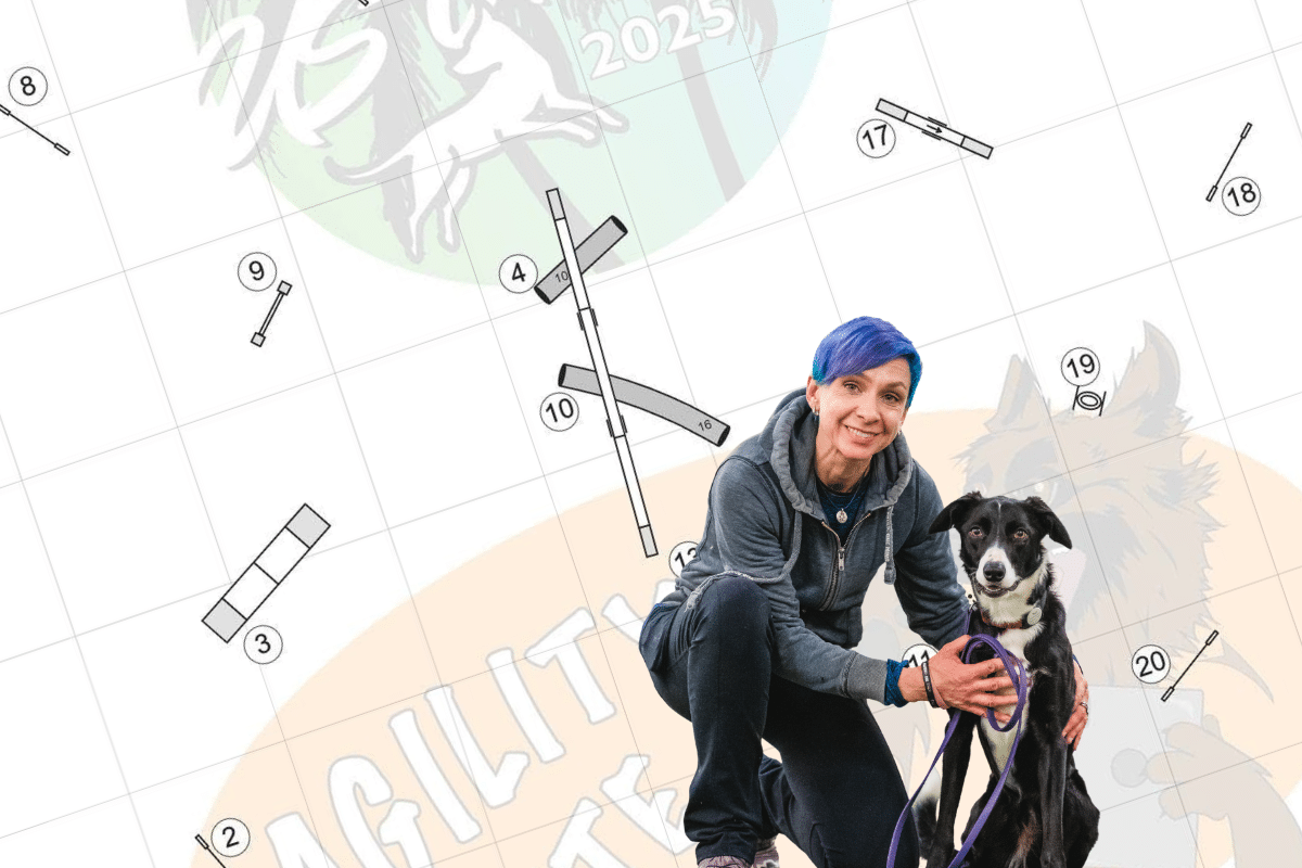 obstacle vs handler focus in dog agility