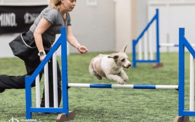 Mastering the Whisky Cross: An agility handling technique that all dogs should learn!
