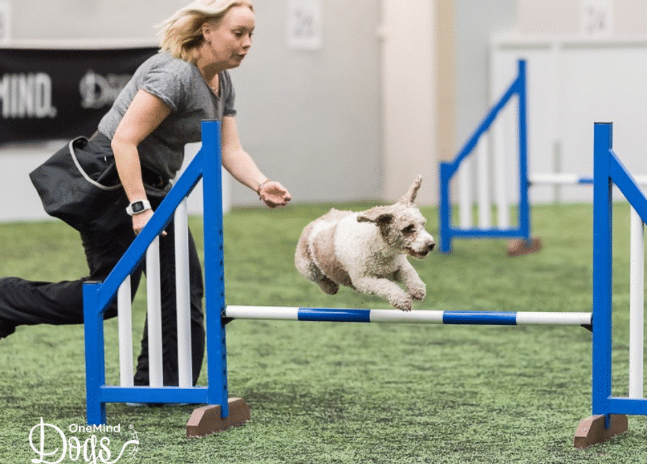 Mastering the Whisky Cross: An agility handling technique that all dogs should learn!