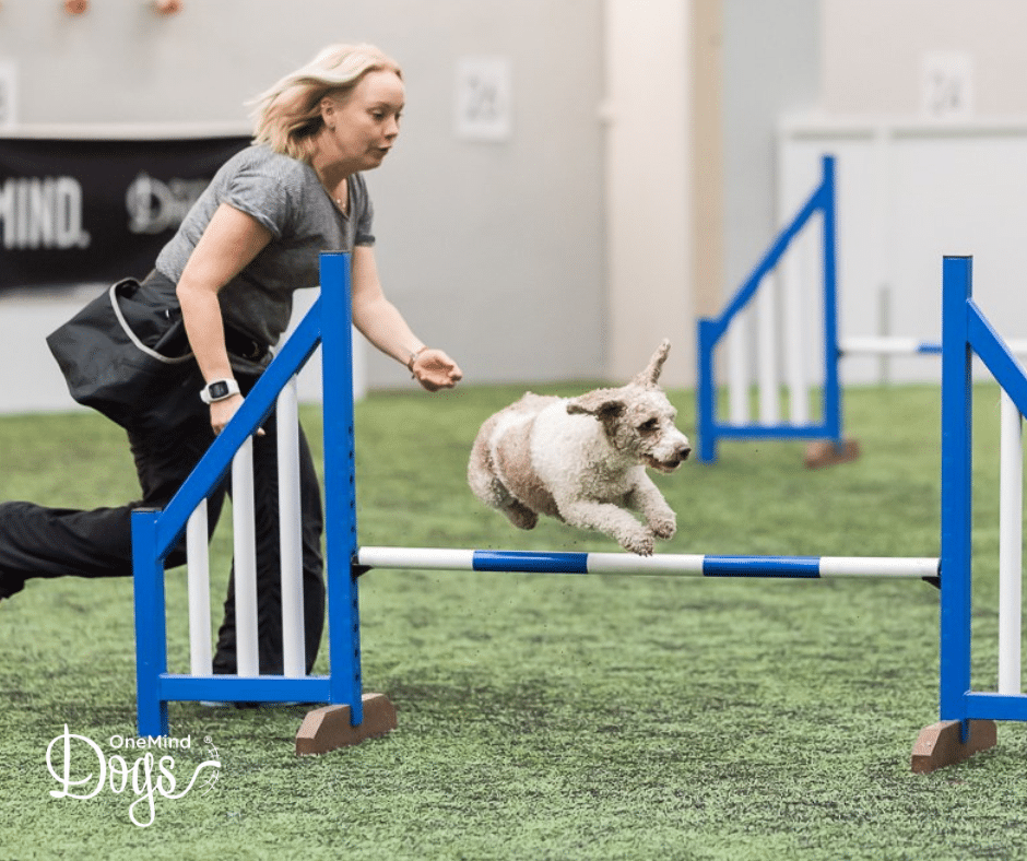 whisky cross agility technique