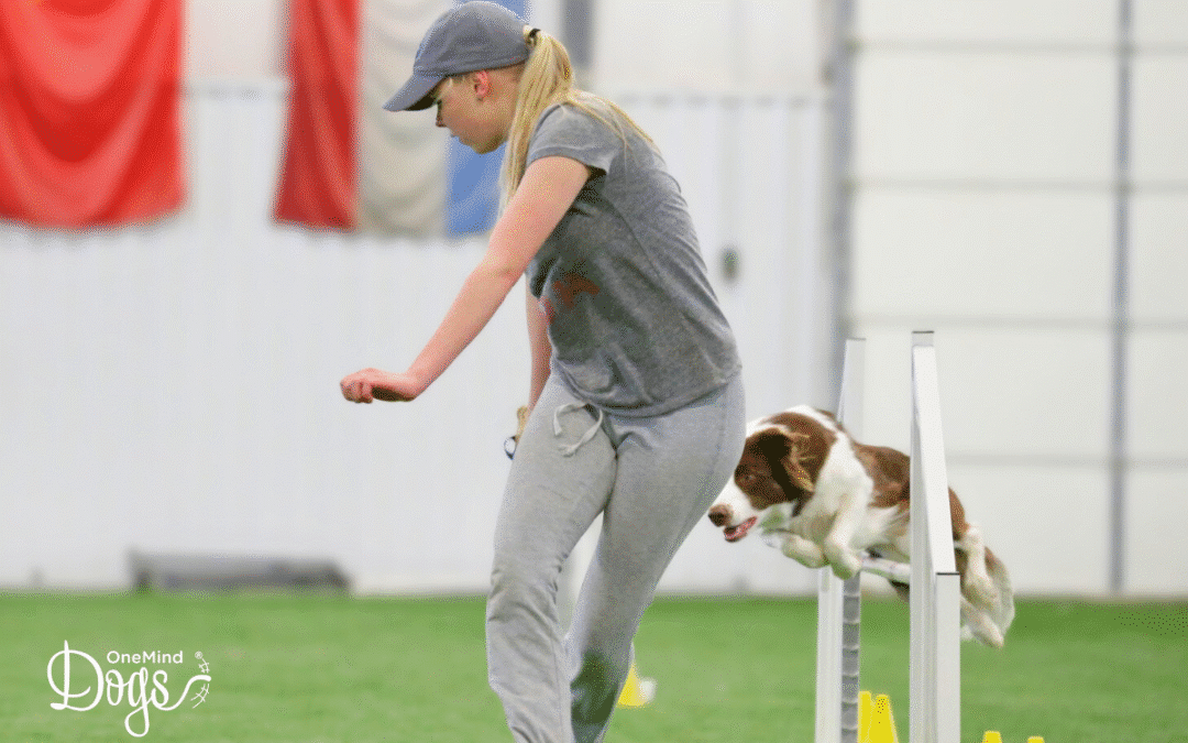 How to choose handling options that suit your dog on an agility course