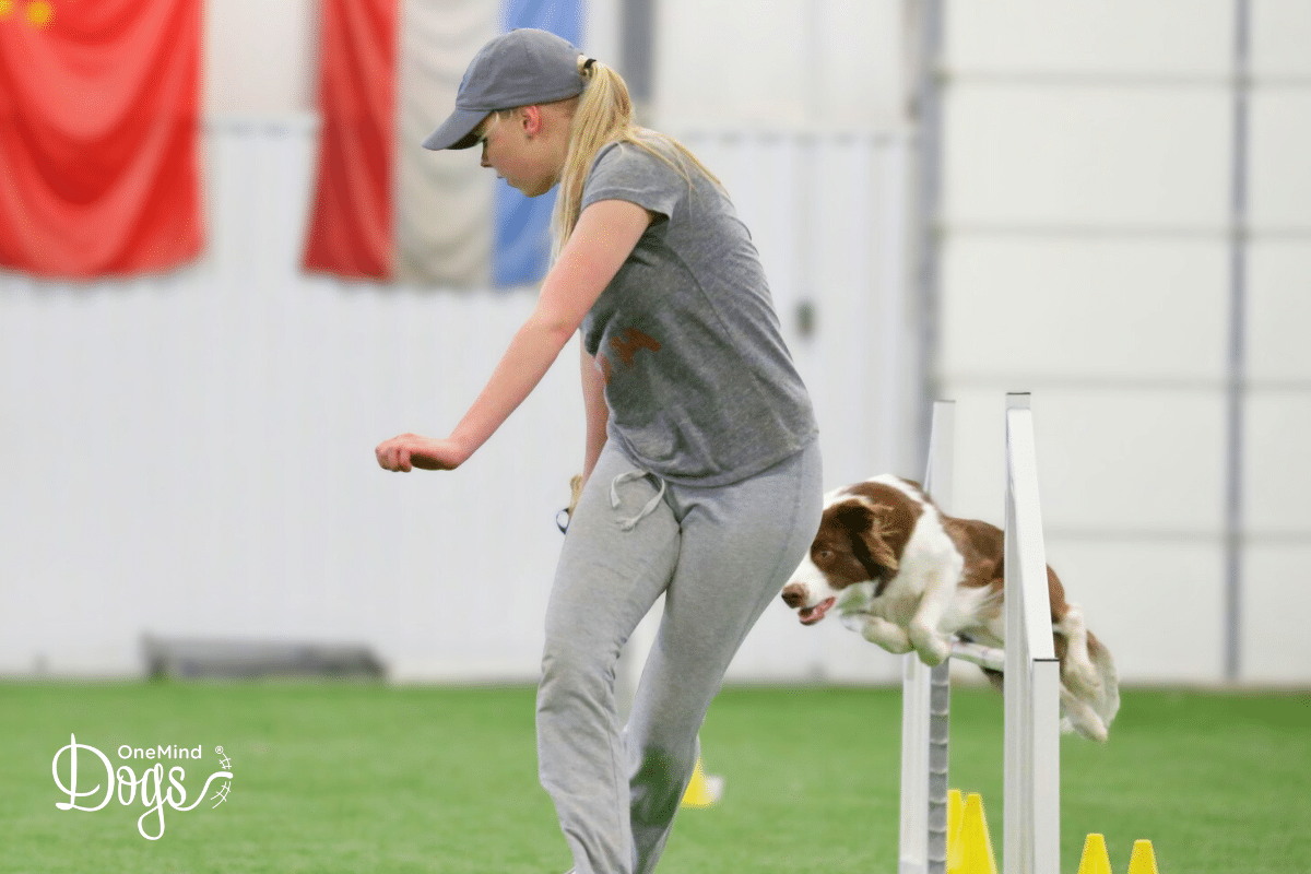 dog agility handling