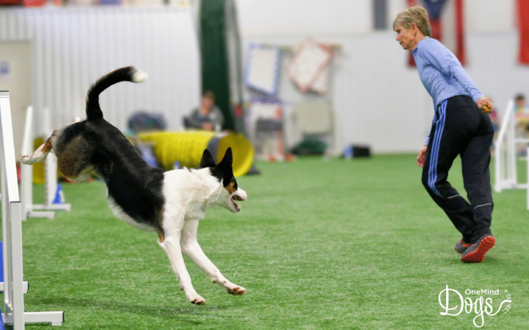 The 7 handling elements in OneMind Dogs agility, and why they matter