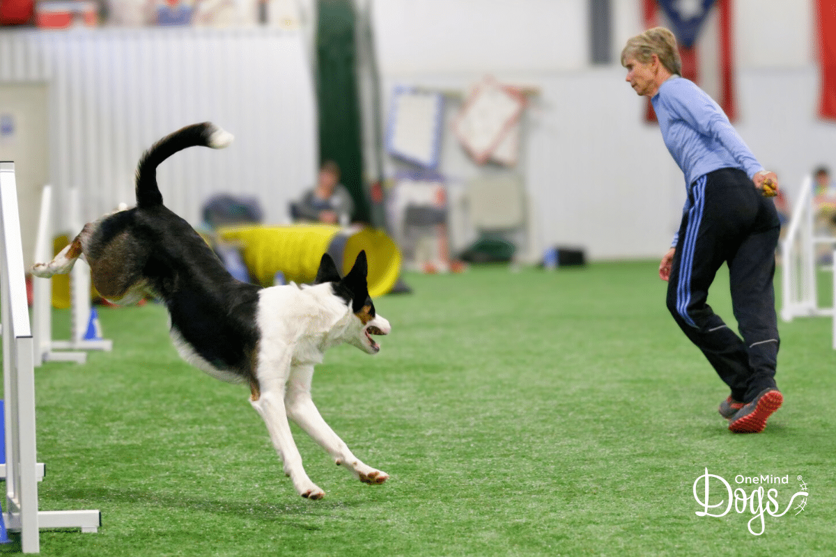 OneMind Dogs agility border collie agility