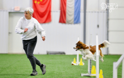 How do I get my agility dog to focus on me?