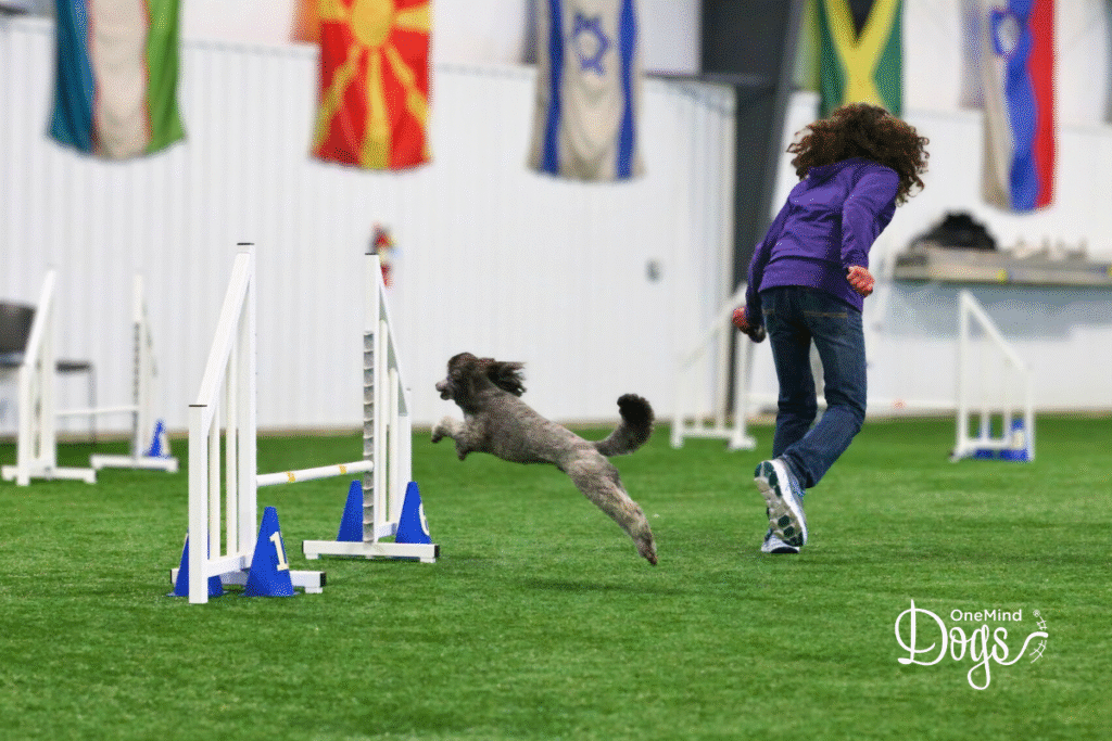 poodle dog agility