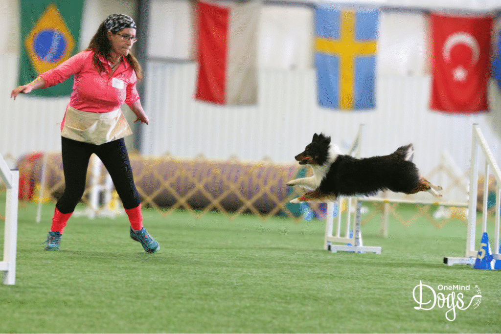 Sheltie agility