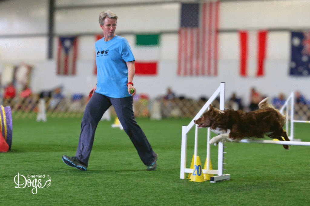 Border collie dog agility