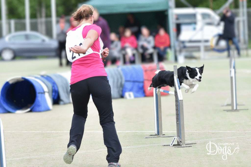 dog agility handling