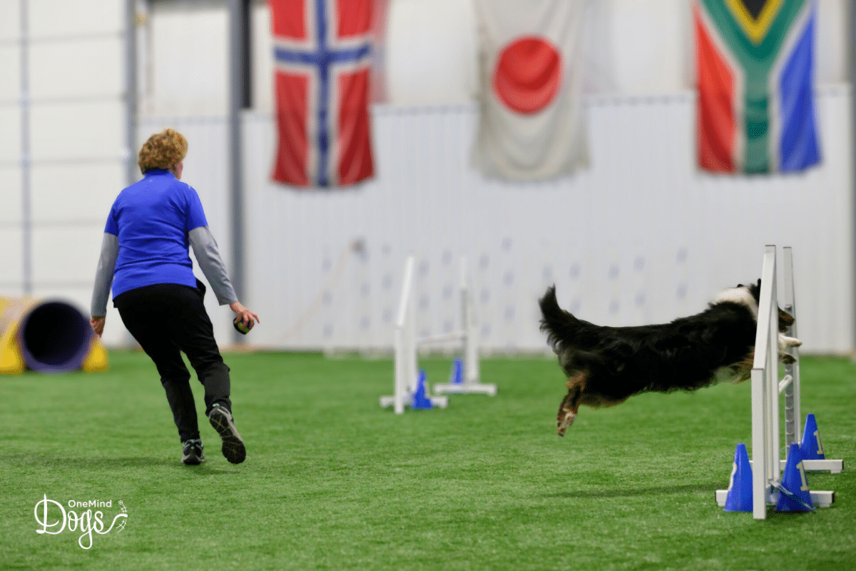 jack russell start line stay