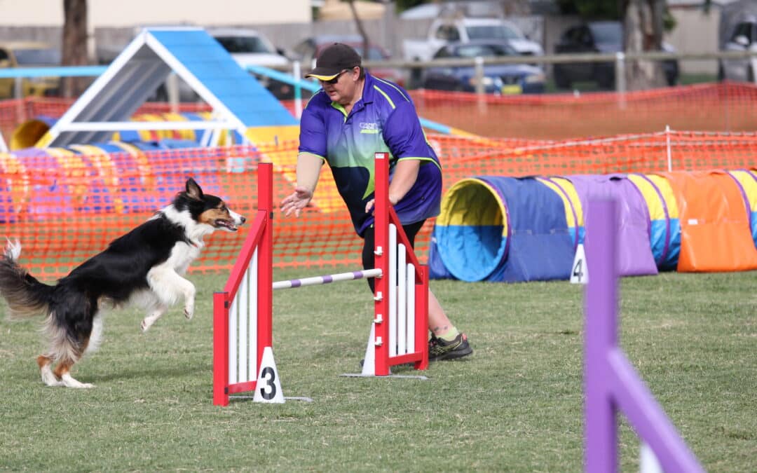 Dog agility handler tips: the secret to smooth, connected runs