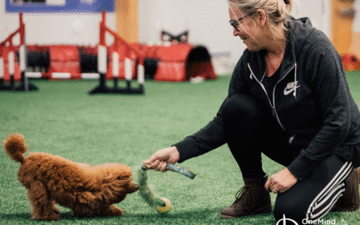 How a strong connection with your dog makes all the difference
