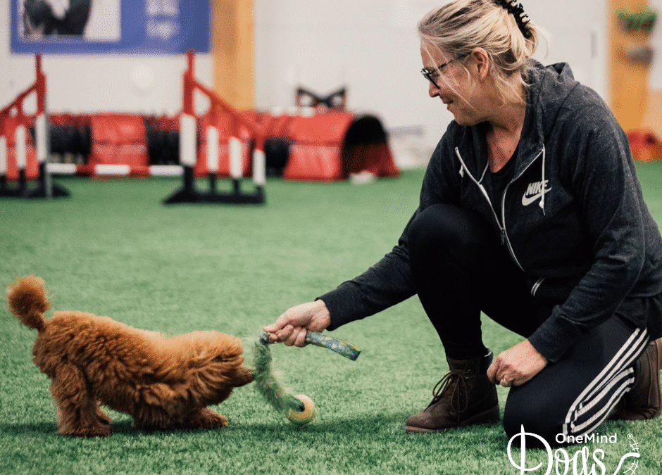 How a strong connection with your dog makes all the difference