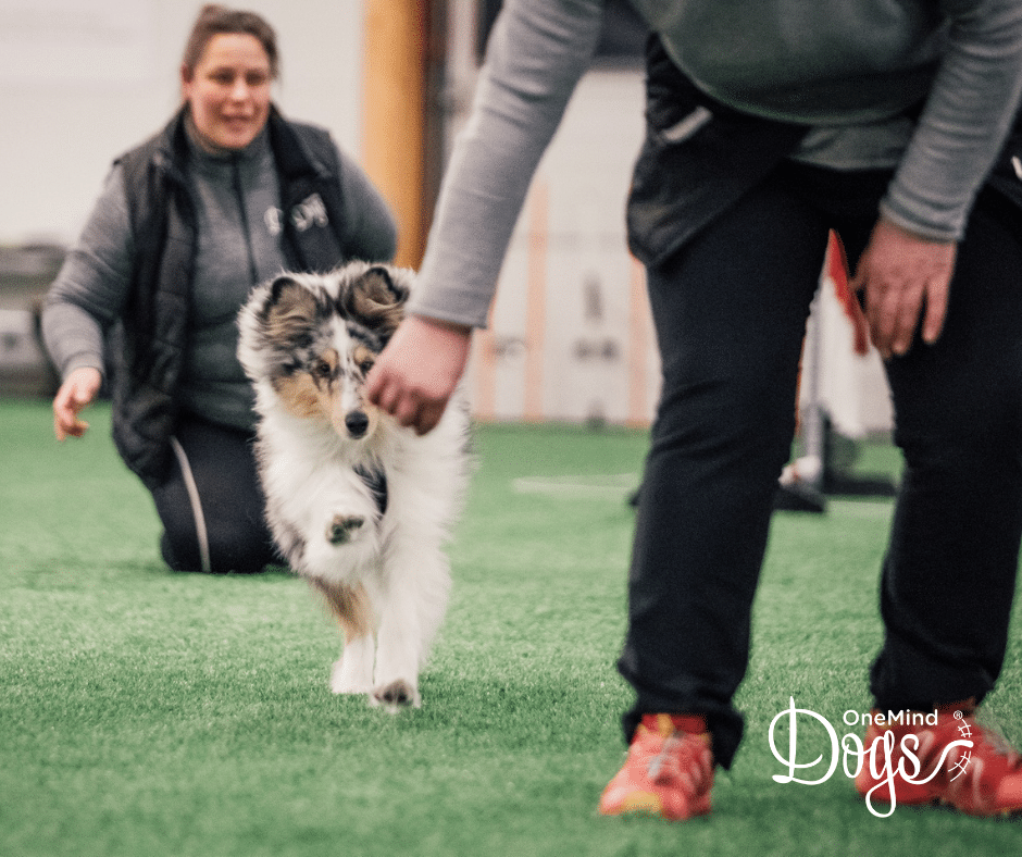 agility skill training proofing