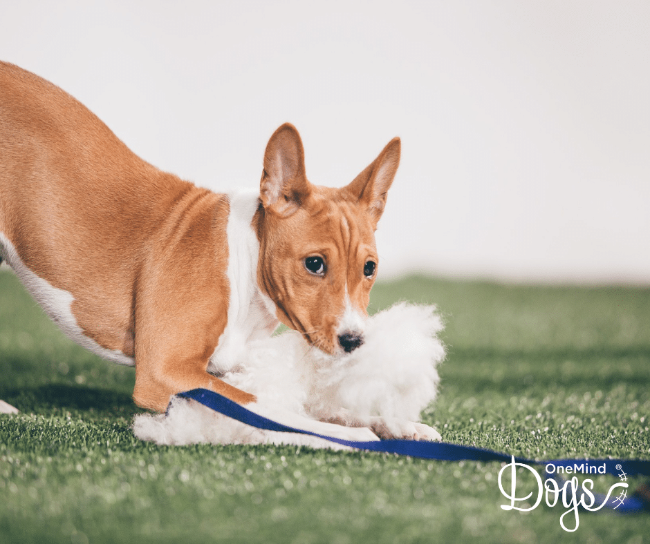 dog agility skills
