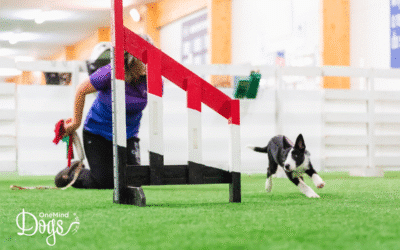 Dog agility training for beginners: why the basics matter more than you think