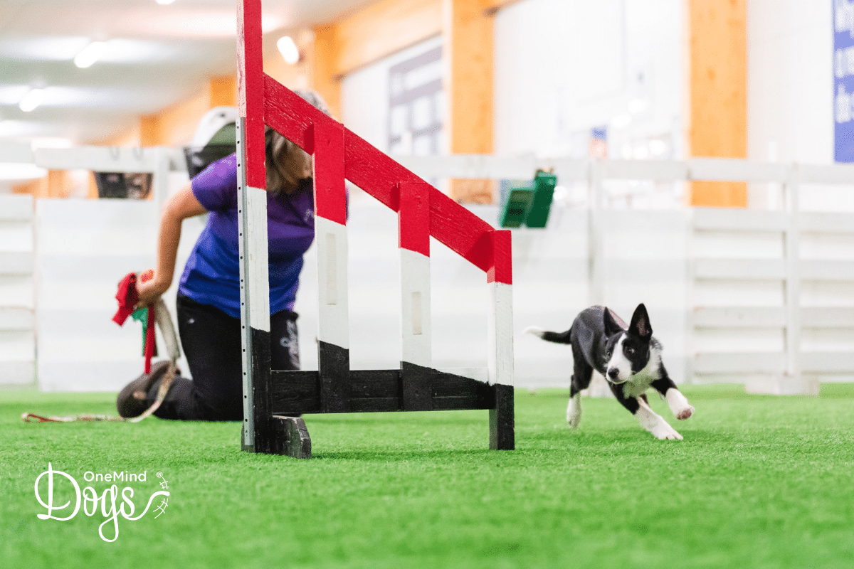 agility foundation