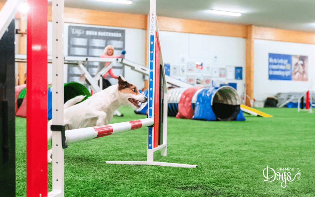 Cueing turns at a distance in agility: what your dog is already reading from you