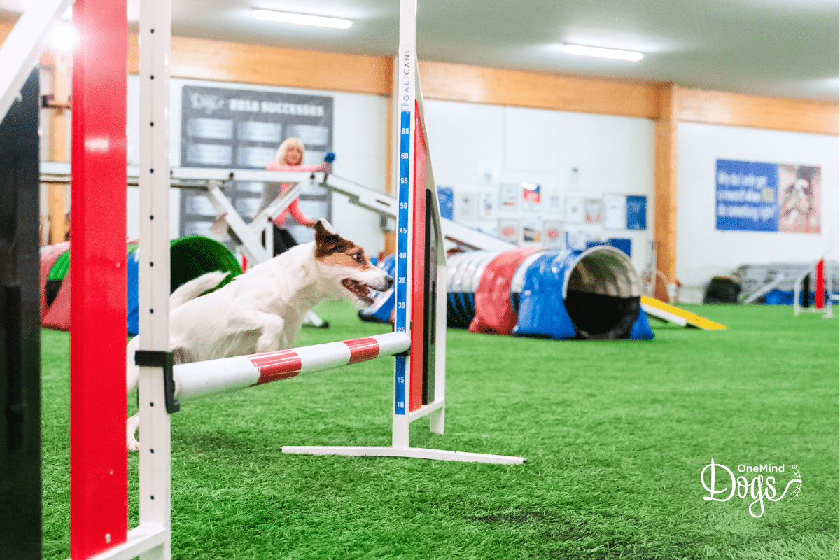 FB – Cueing turns at a distance in agility (Premium webinar) (1200 x 800 px)