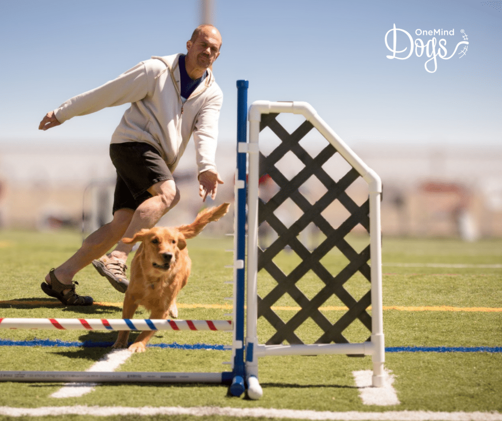 rear cross dog agility