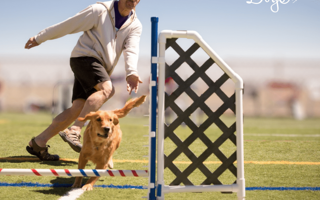 What is a rear cross in dog agility, and when do you actually need one?
