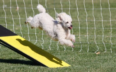 Why does my agility dog make mistakes?