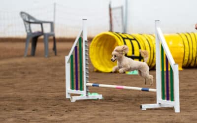 Why does my dog keep turning the wrong way?