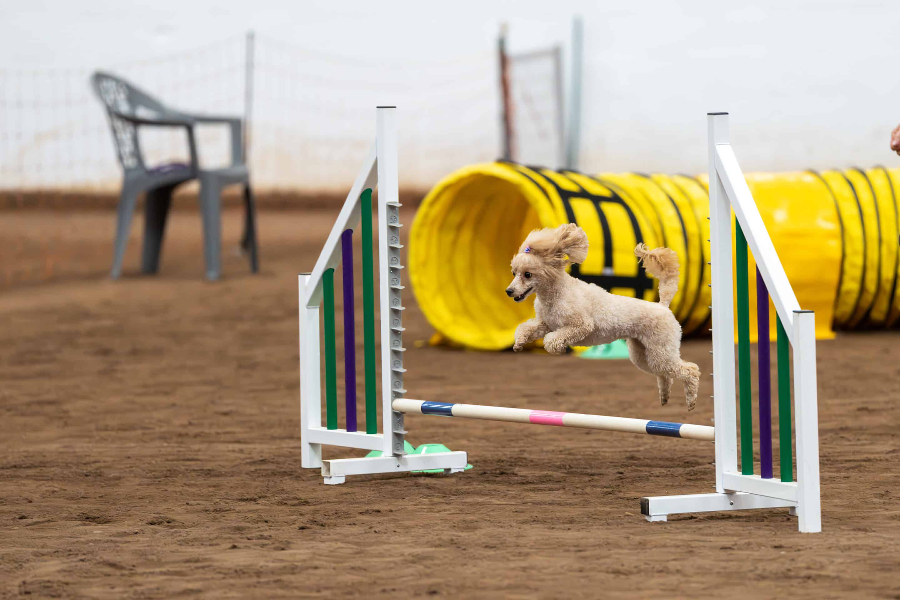Miniature poodle going over an agiiity jump
