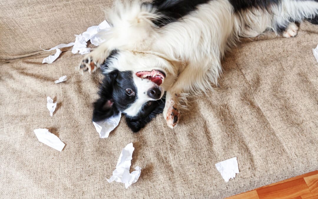 Why your puppy can’t switch off (and how to help them settle)