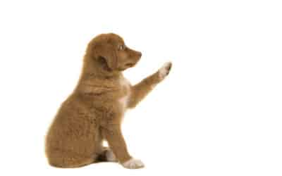 Puppy separation anxiety or just normal adjustment?