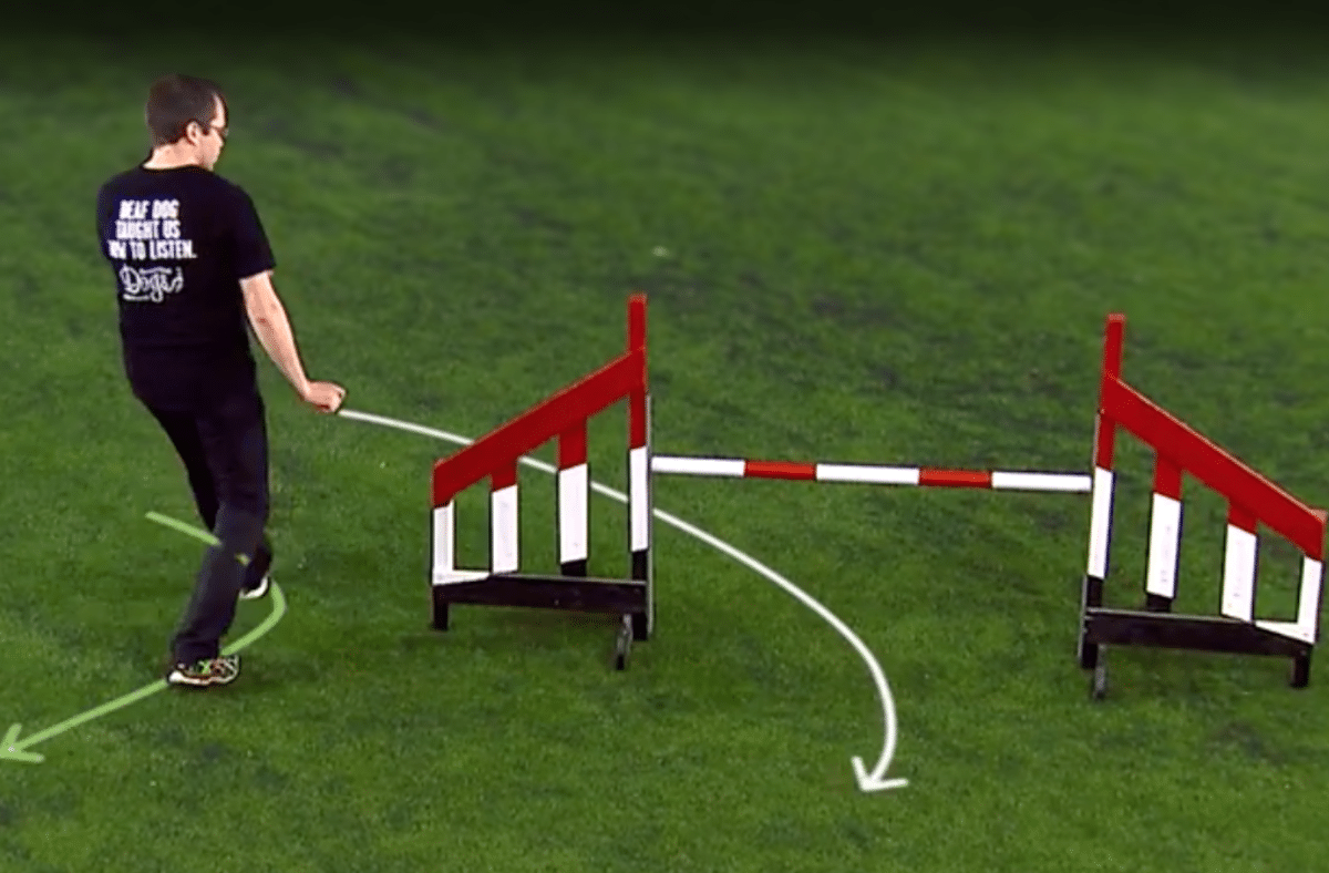 dog agility training