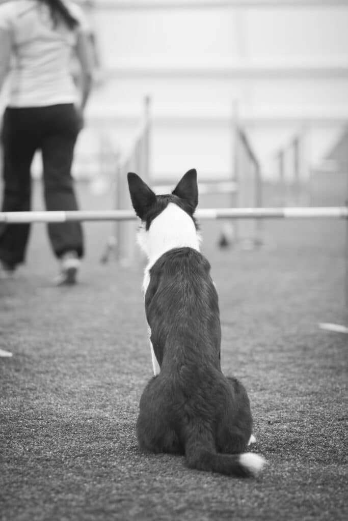 startline stay agility training