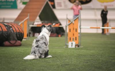 Why maintaining criteria is the real secret to a reliable startline stay in agility