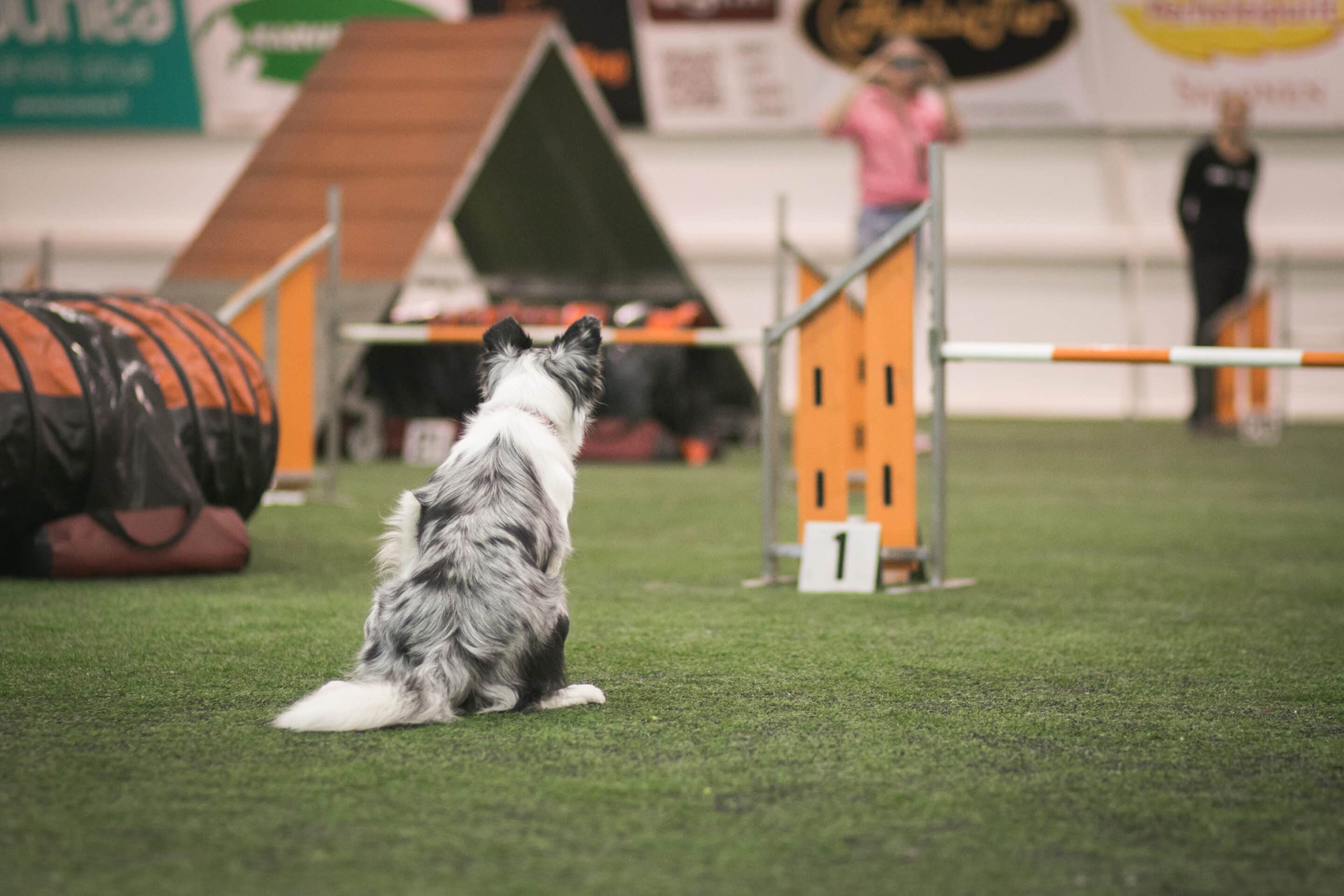startline stay agility training startline stay agility training
