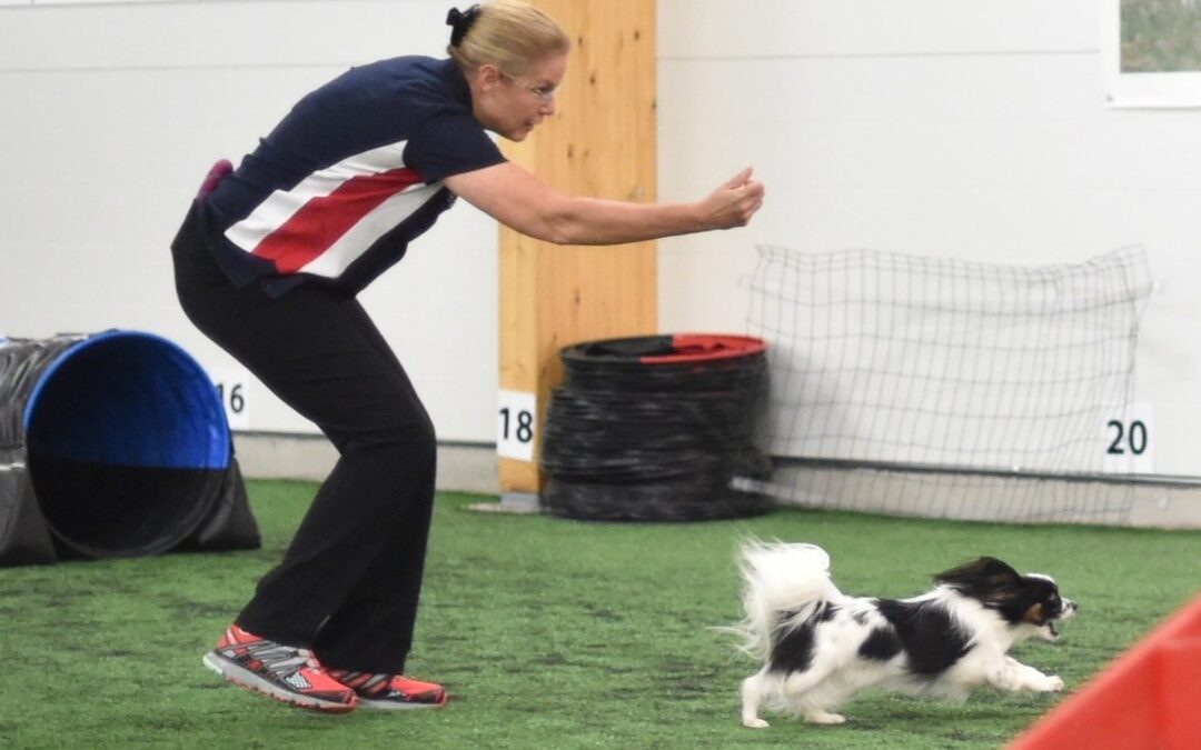 Which dog breeds are best for agility?