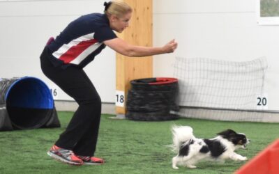 Which dog breeds are best for agility?
