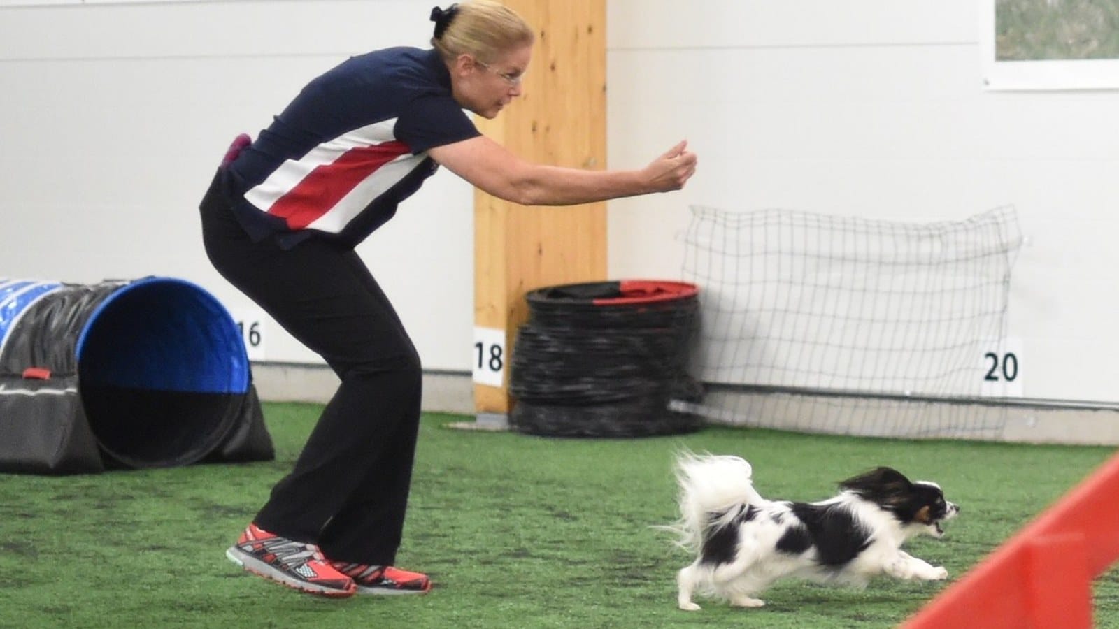Best dog breeds for agility Handler crouching and cueing her small black and white dog on an indoor agility course