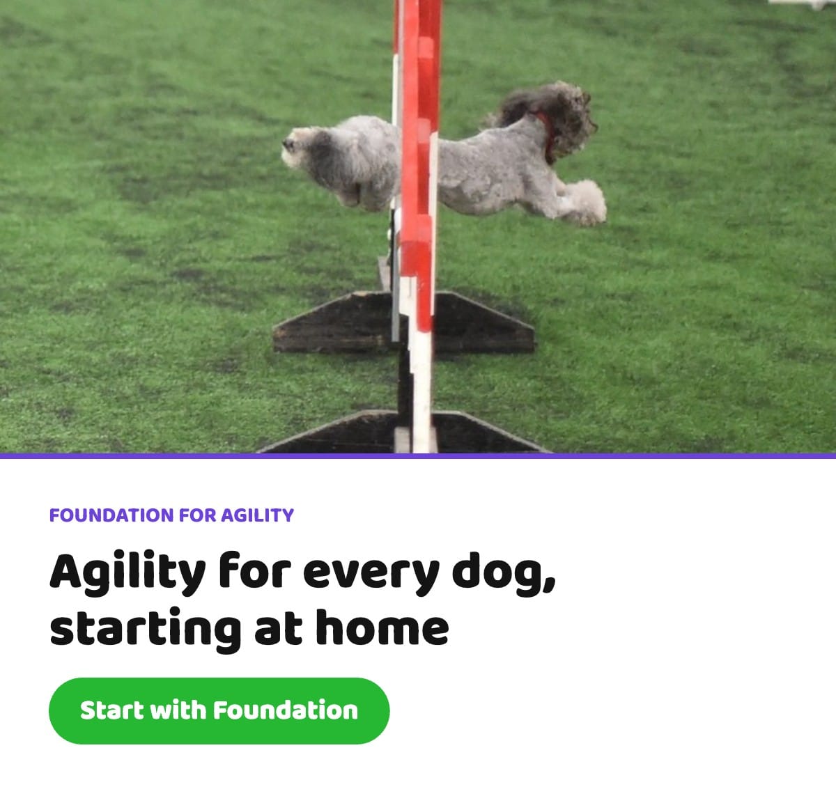 Small grey dog jumping an agility hurdle. Foundation for Agility: agility for every dog, starting at home
