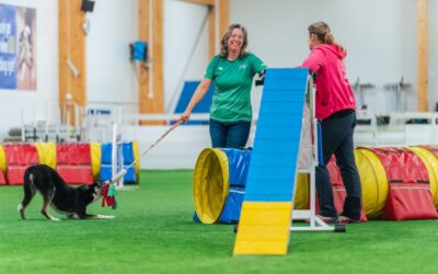 Is my dog fast enough for agility?