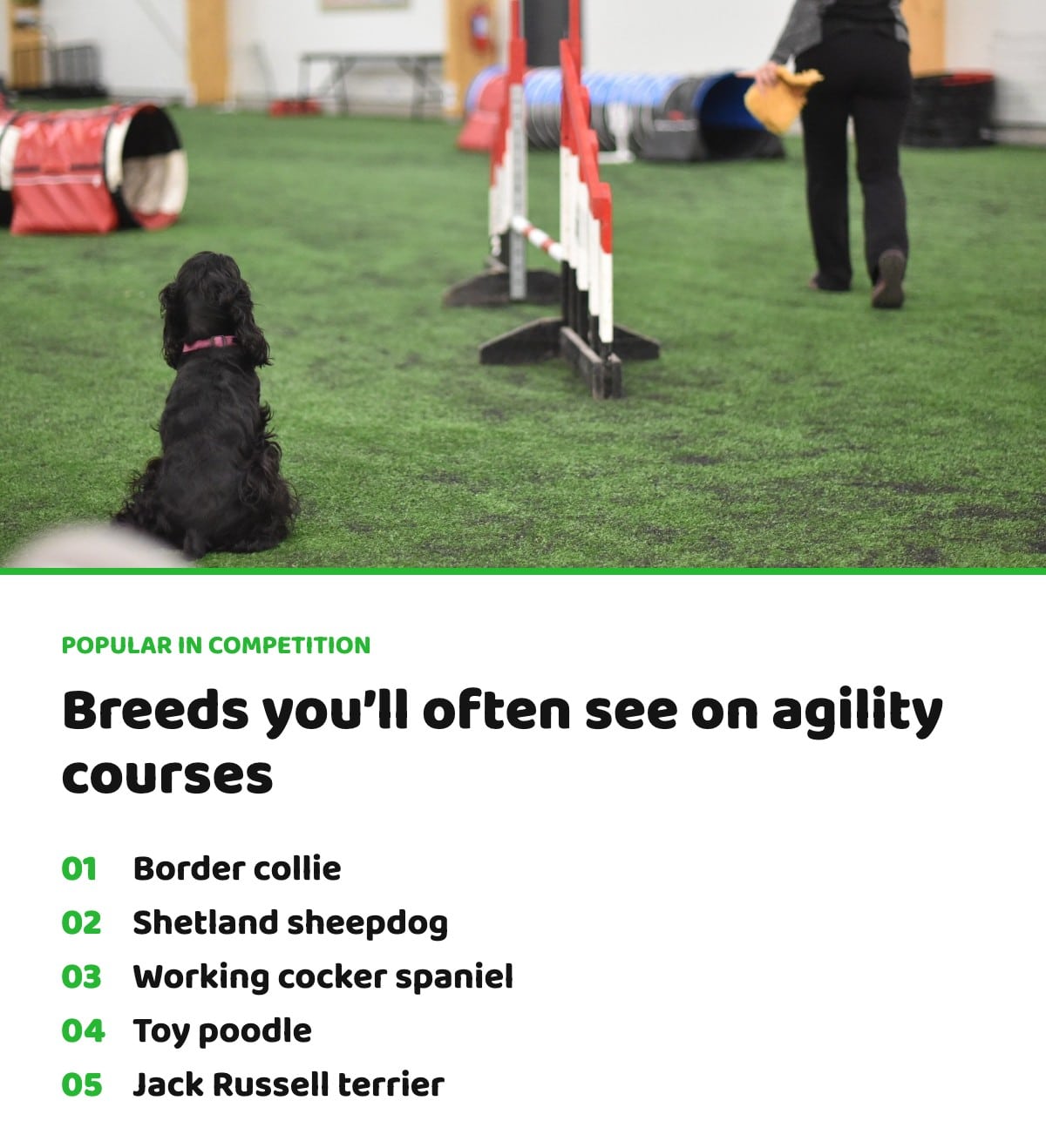 Popular breeds in agility competition: border collie, Shetland sheepdog, working cocker spaniel, toy poodle, Jack Russell terrier